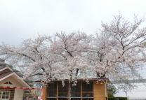 園長先生からのごあいさつ…4月のメッセージ