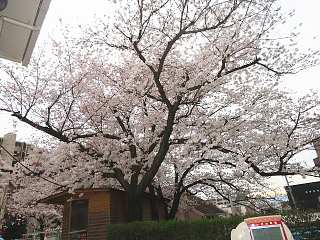 園長先生からのごあいさつ…4月のメッセージ